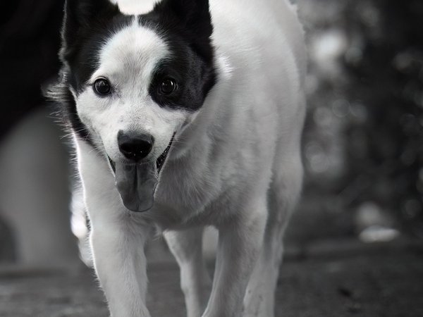 Hunde müssen Hundemarke tragen