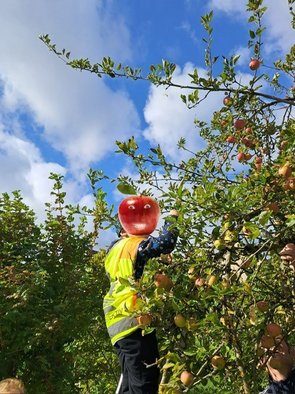 Ein Kind steht auf einer Leiter am Apfelbaum und pflückt Äpfel