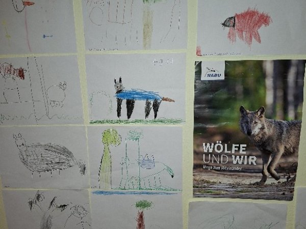 Plakat mit dem Foto eines Wolfes, drumherum von Kindern angefertigte Wolfs-Zeichnungen