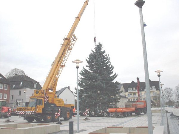 Weihnachtsbäume gesucht