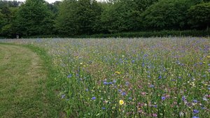 Freifläche Friedhof Allagen. Foto: Stadt Warstein