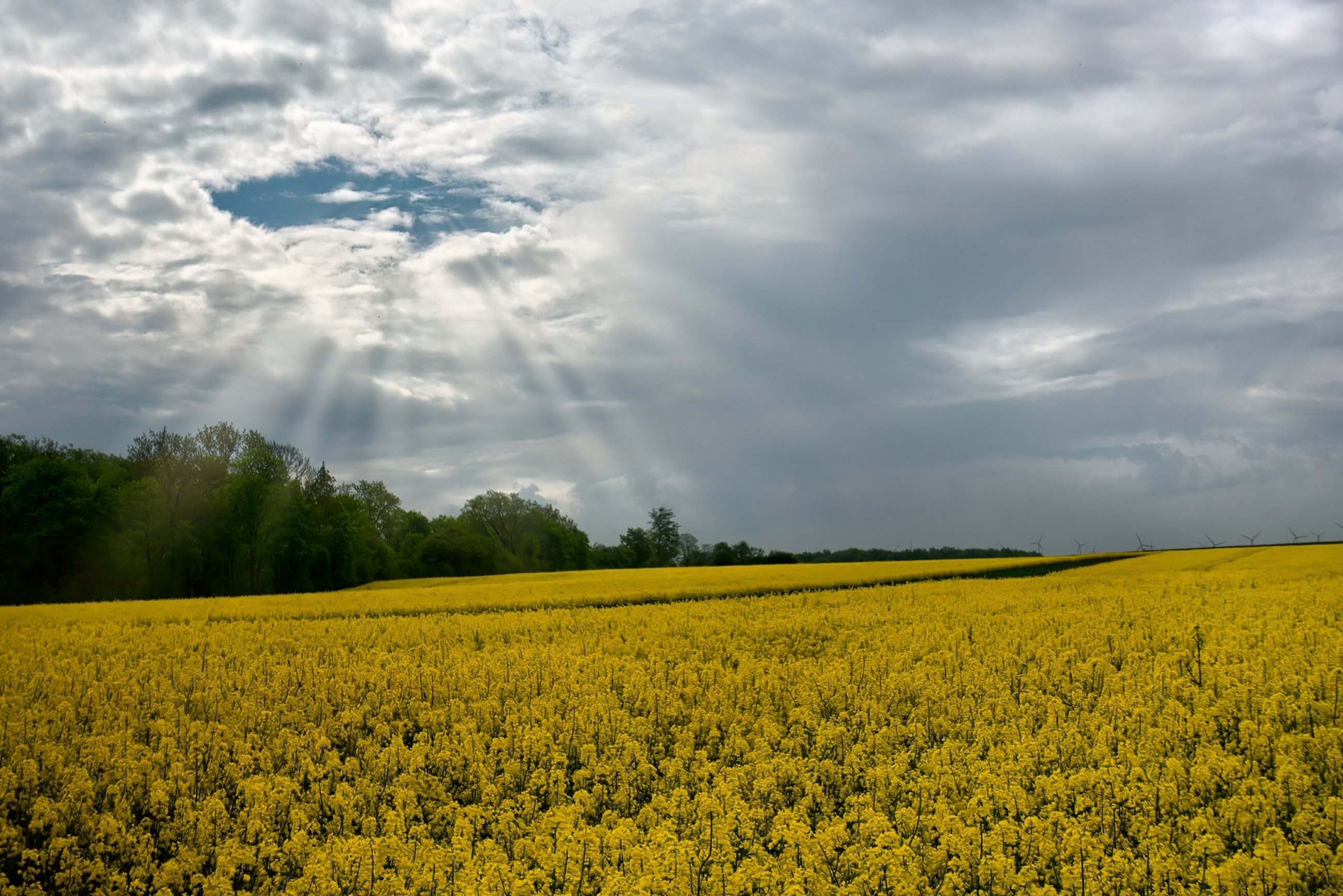Rapsfeld, Foto: David Schmidtke