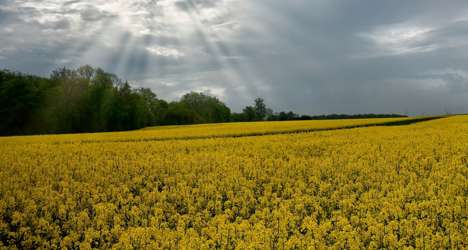 Rapsfeld, Foto: David Schmidtke