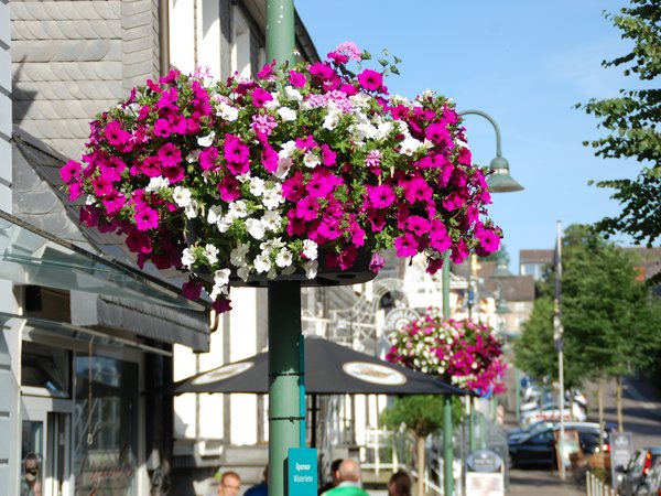 Blumenampel in der Stadt Warstein