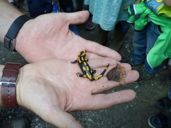 Zwei Hände halten einen Feuersalamander, Foto: Familienzentrum Hirschberg