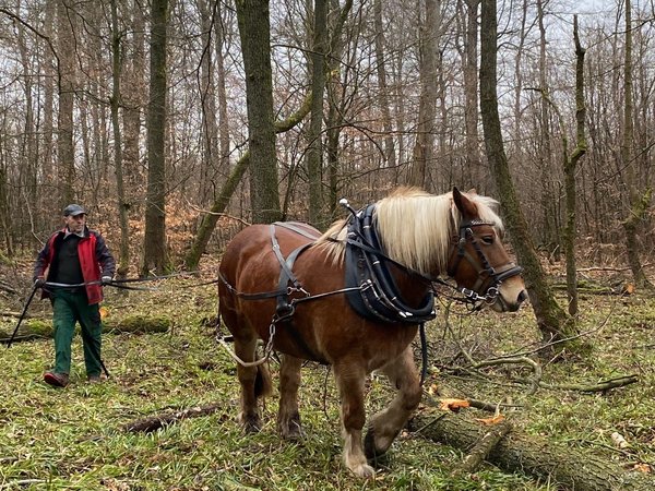 Holzrückearbeiten mit Pferd: 