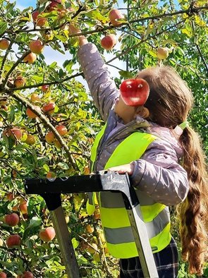 Ein Mädchen steht auf einer Leiter am Apfelbaum und pflückt Äpfel