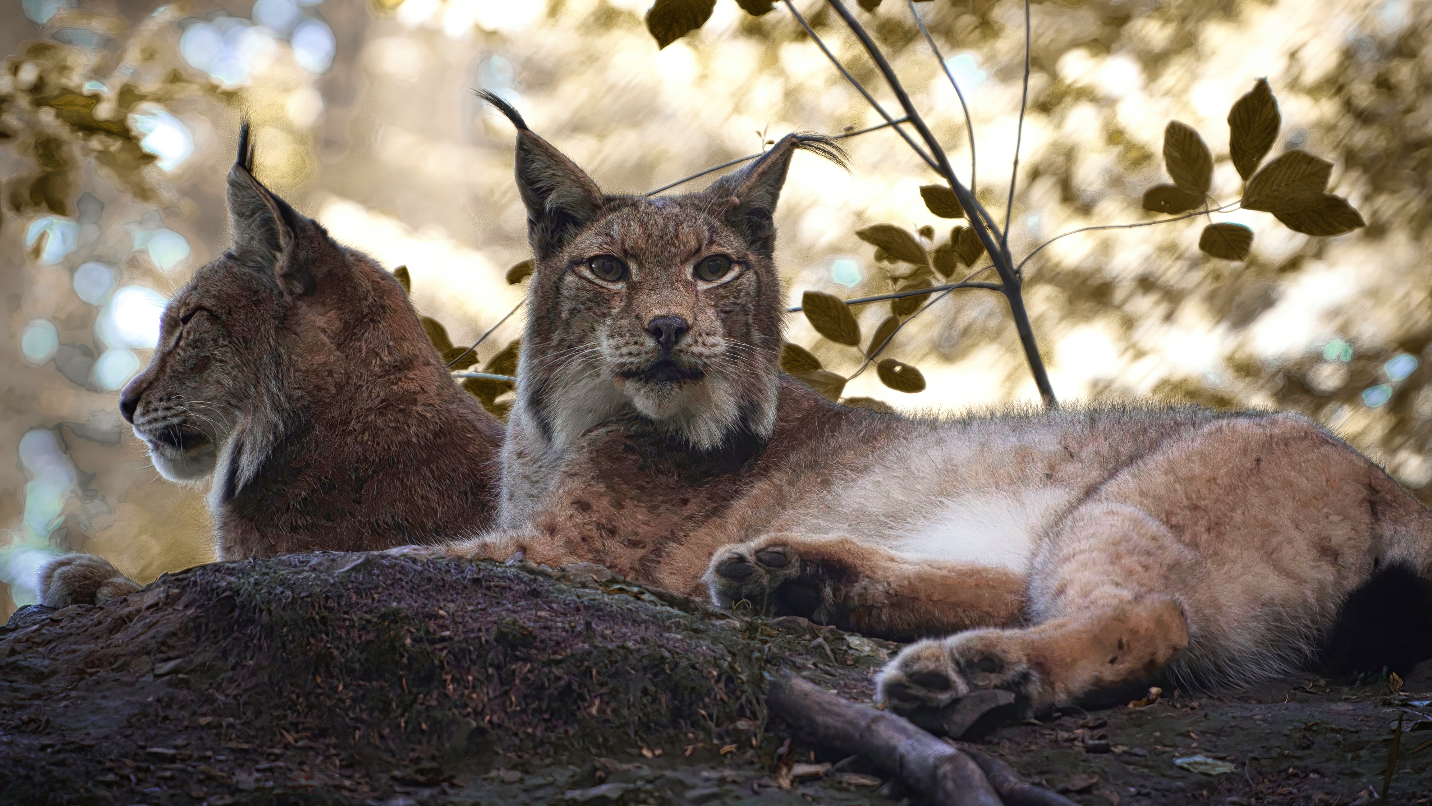 Zwei Luchse im Warsteiner Wildpark