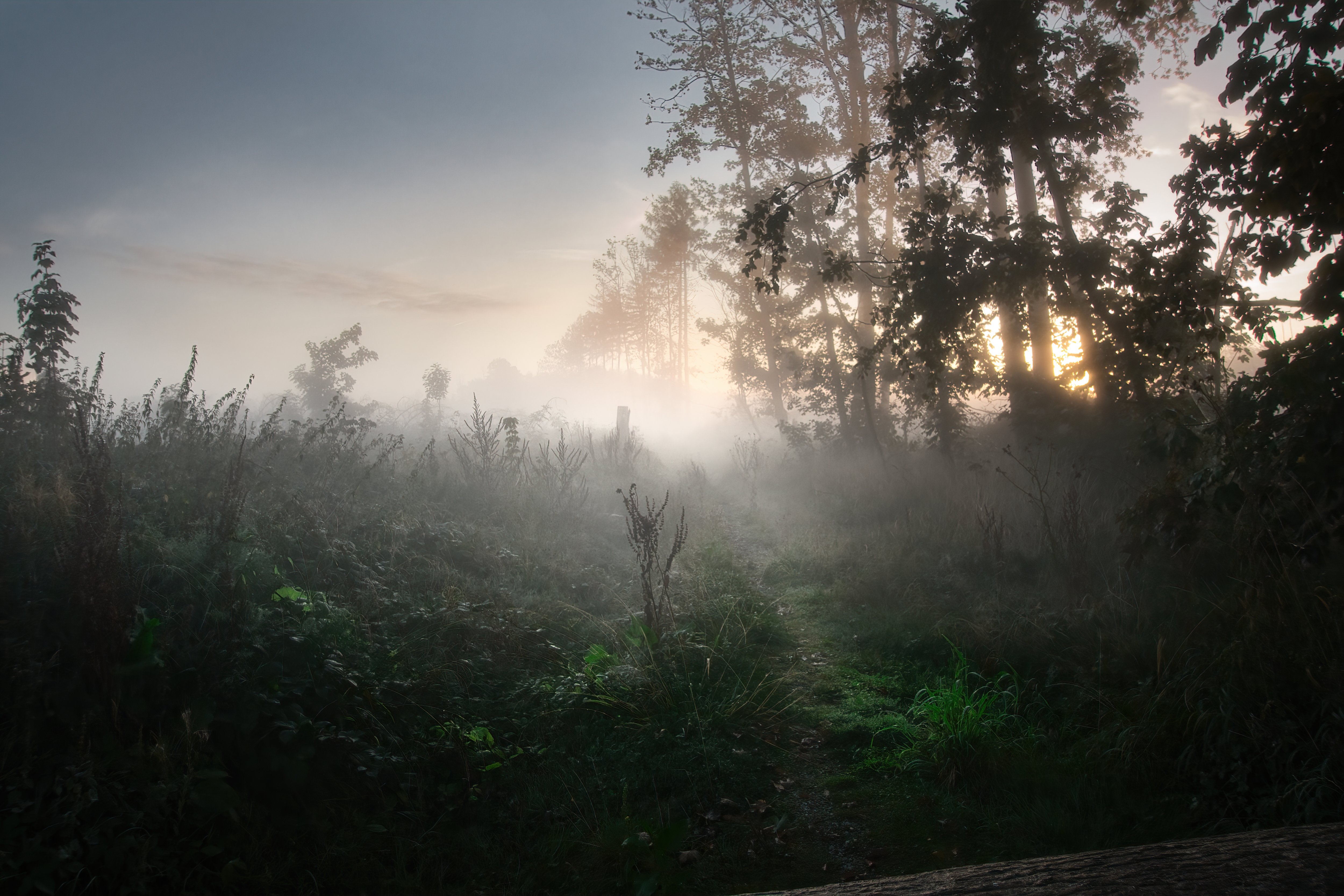 Morgennebel auf einer Lichtung