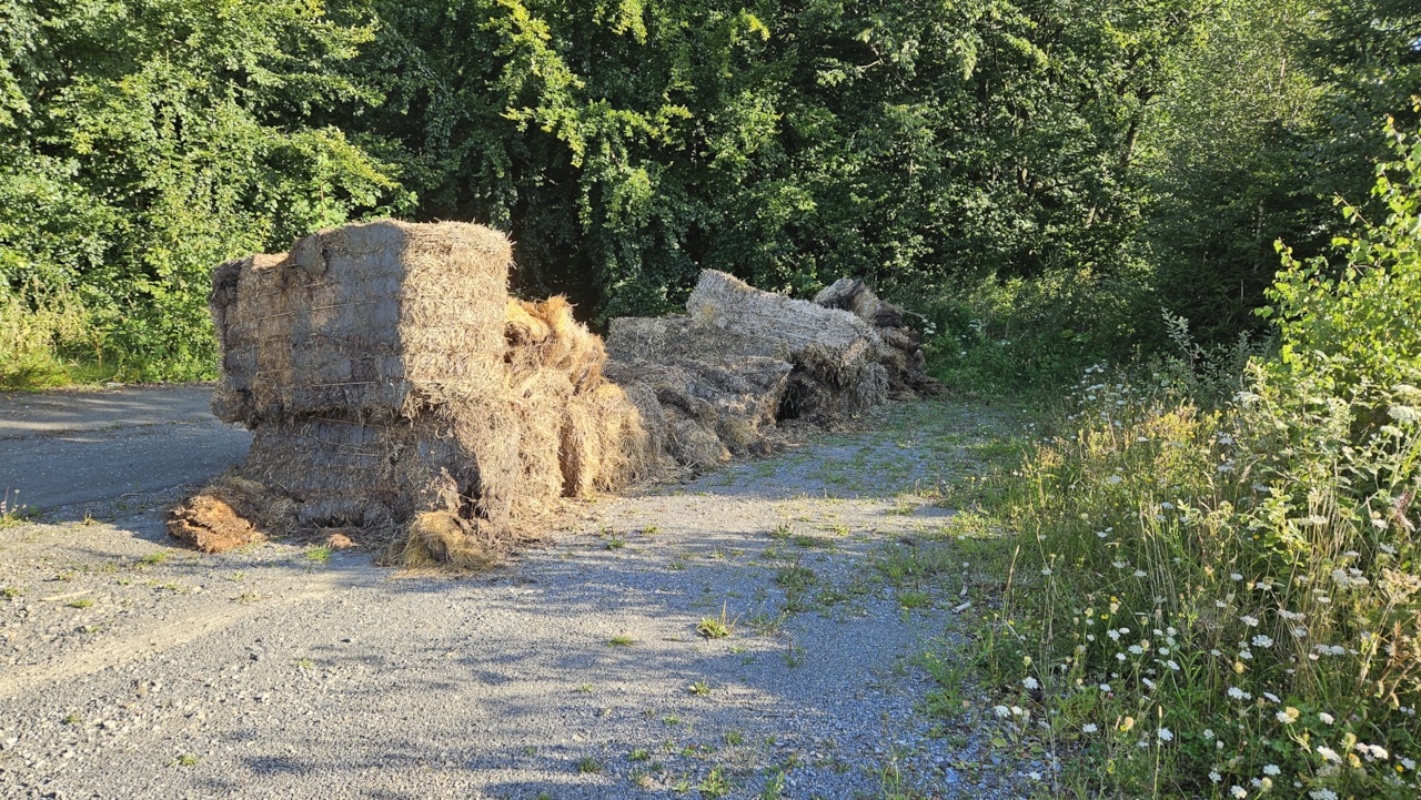 Stroh im Wald