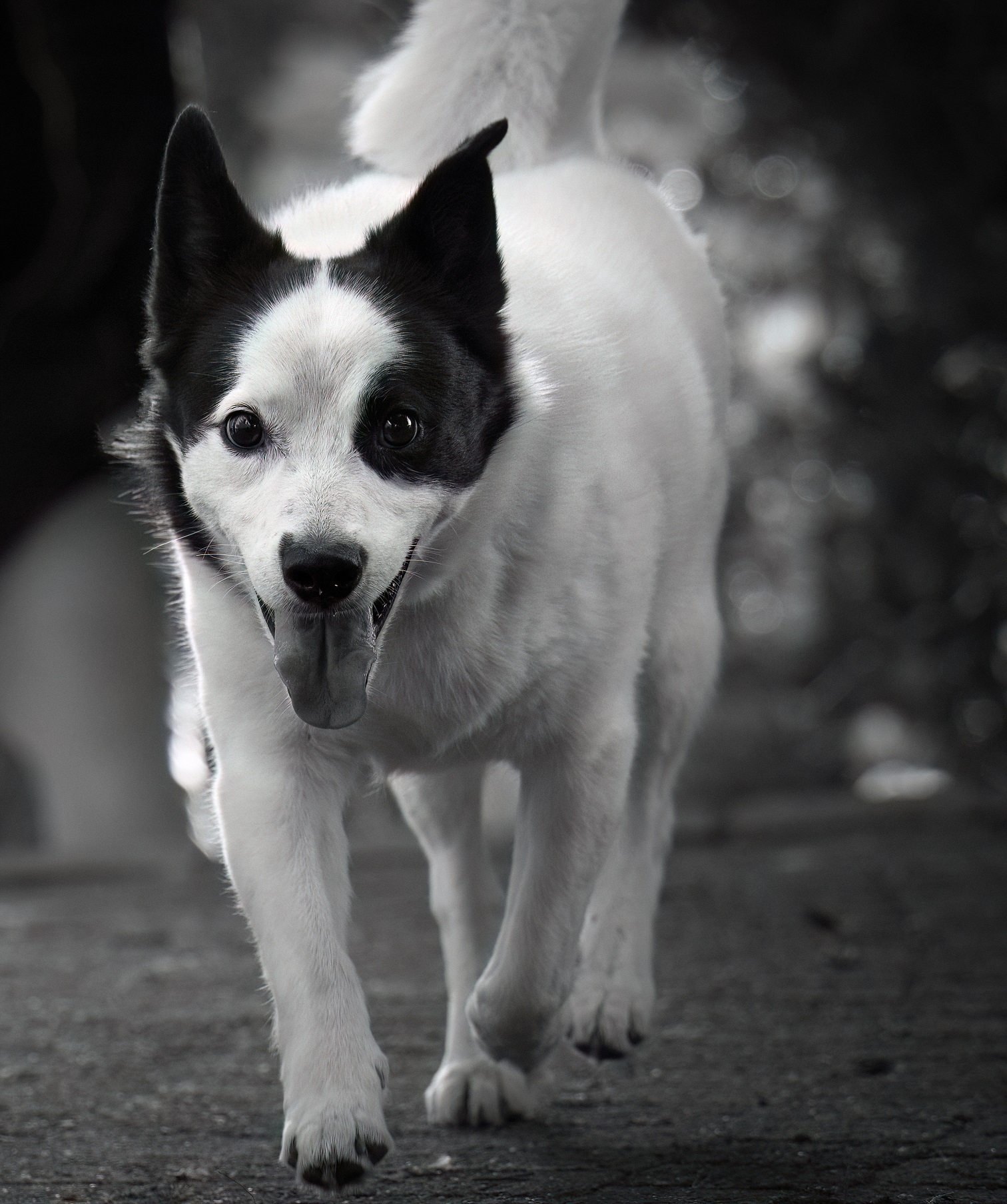 Hunde müssen Hundemarke tragen