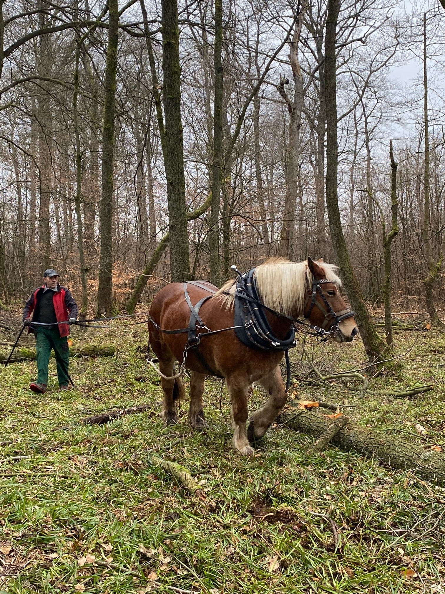 Holzrückearbeiten mit Pferd: 