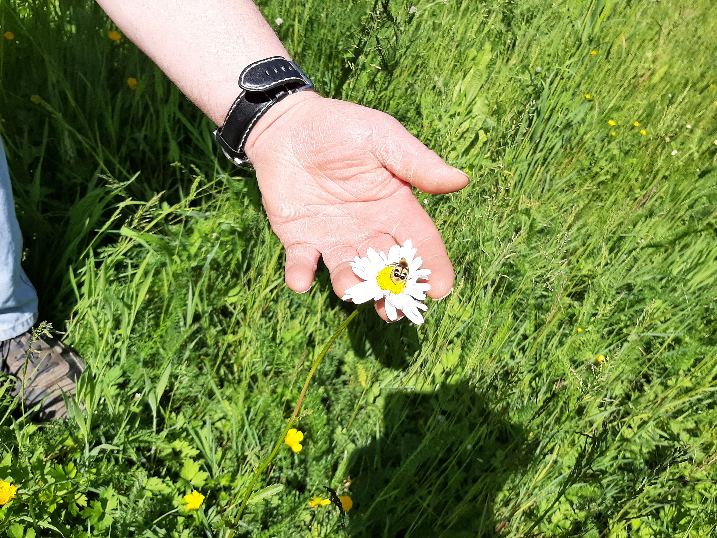 Blühwiesen als Lebensraum für Insekten 