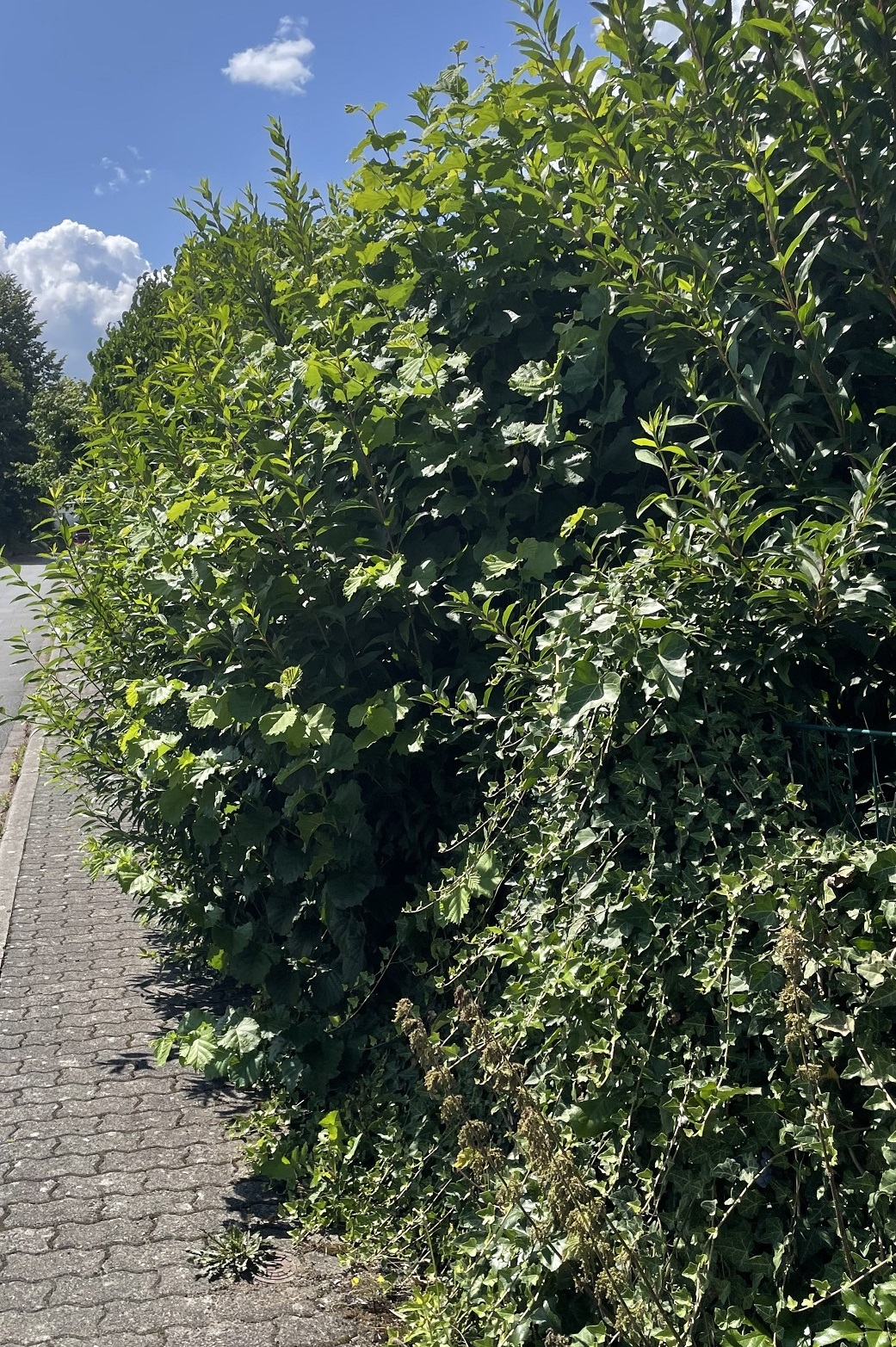 Überwuchs von privaten Grundstücken zurückschneiden: 