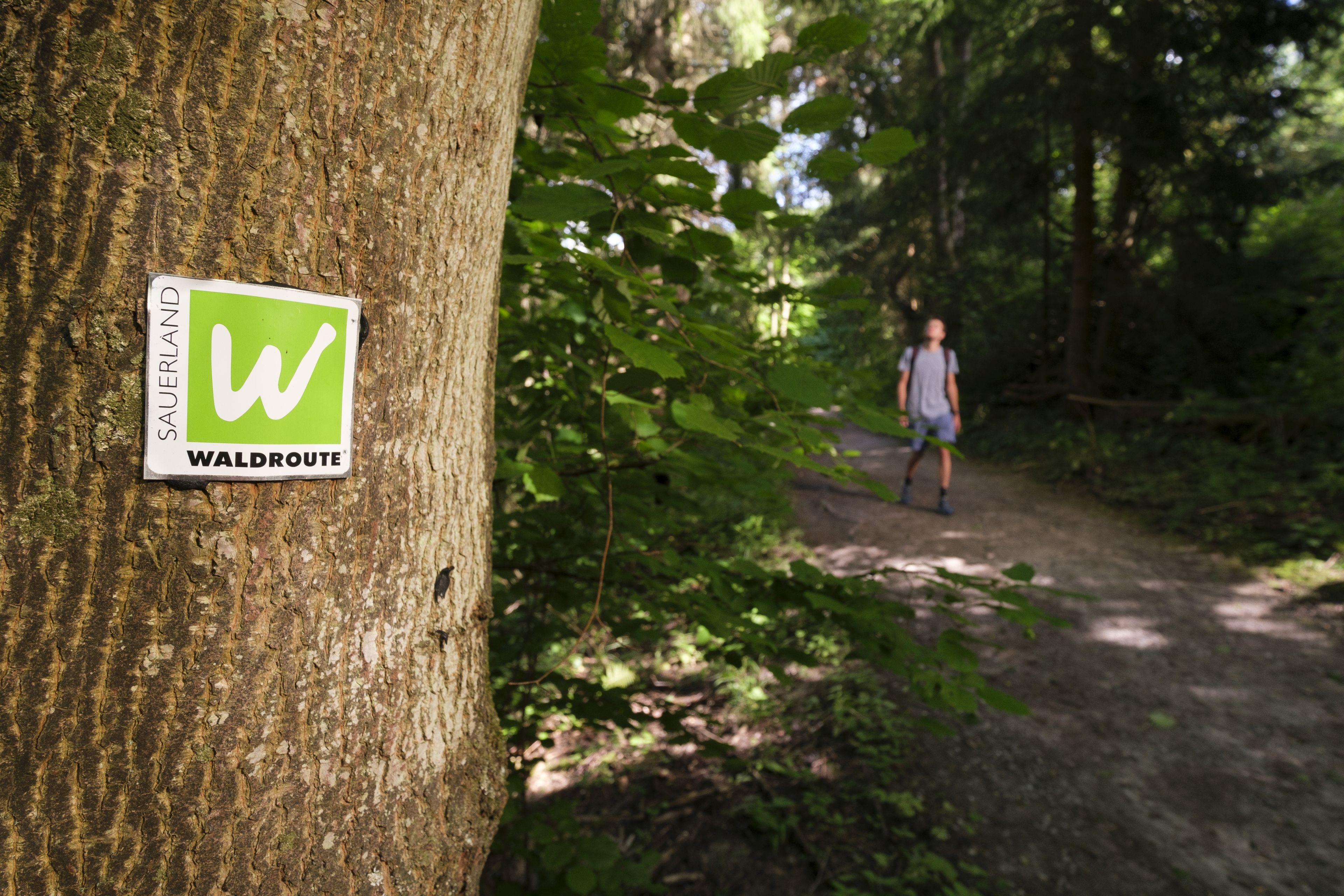 Sauerland Waldroute Schild