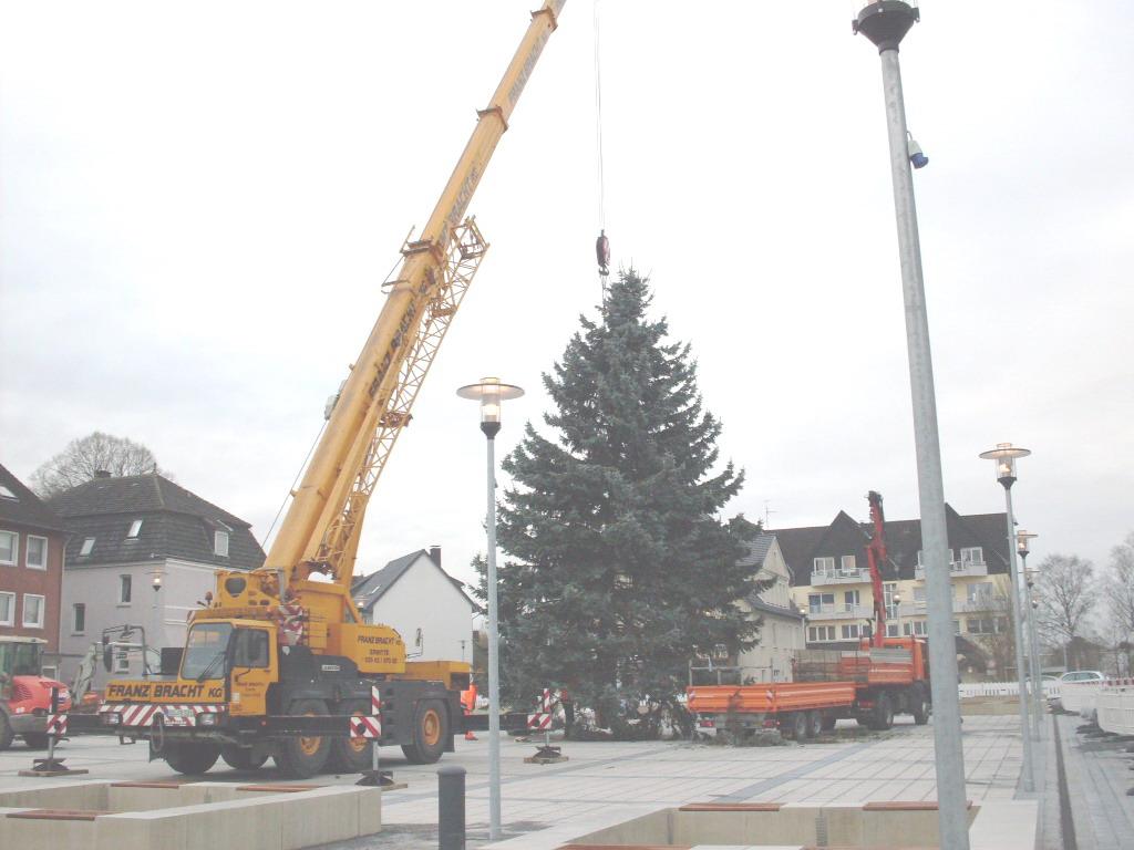 Weihnachtsbäume gesucht