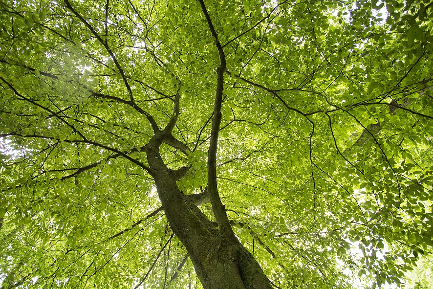Aktion der FreiZeitFrauen „Naturerlebnis Wald“: 
